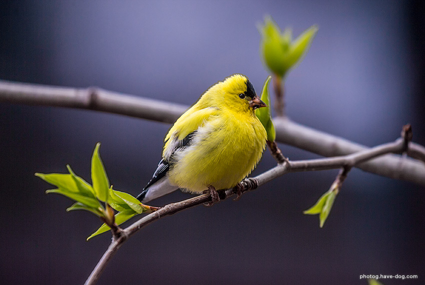 goldfinch