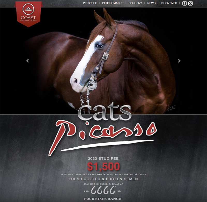 Cats Picasso stallion website