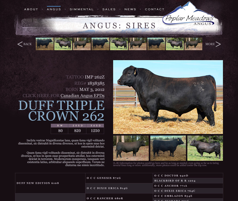 Poplar Meadows Angus website