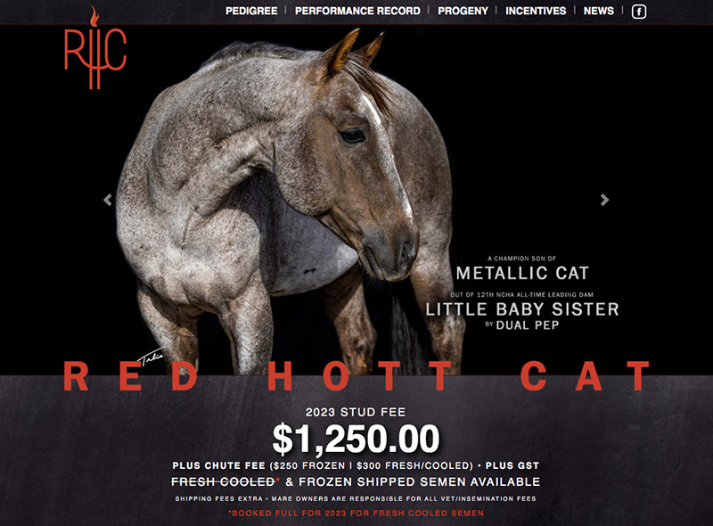 Red Hott Cat stallion website